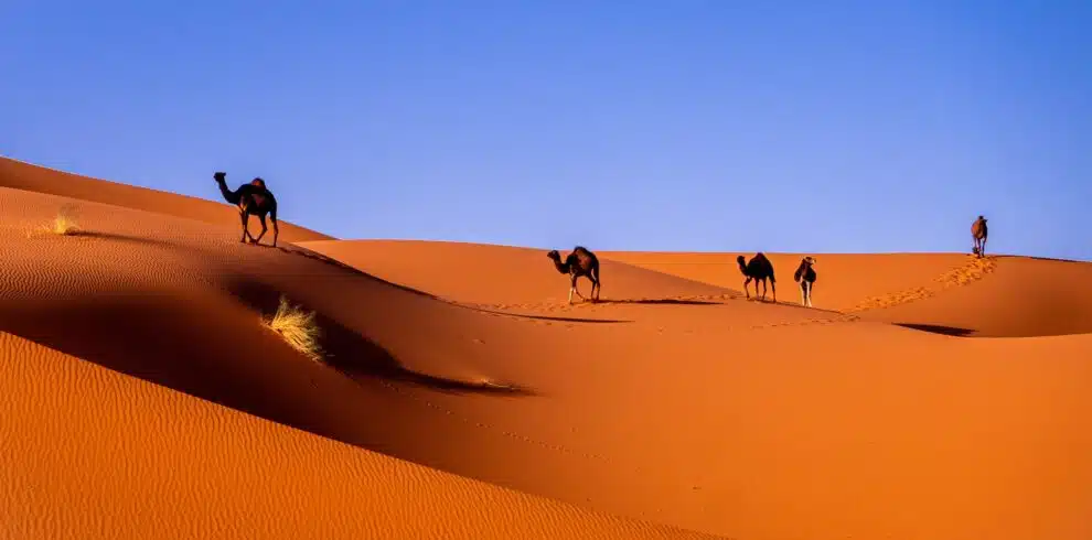 desert adventure