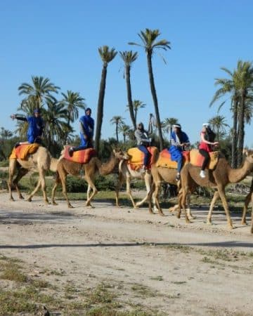 Camel Ride