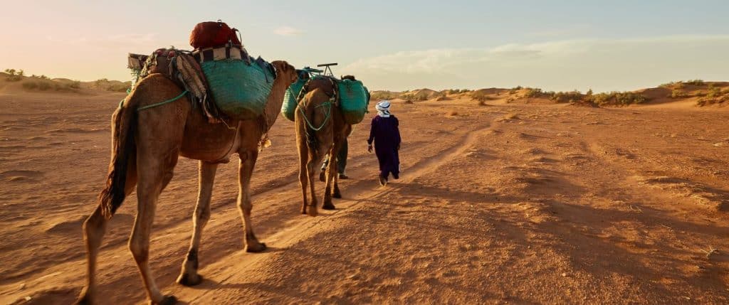camel man